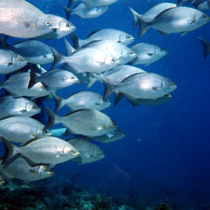 Davis Ledge, Key Largo