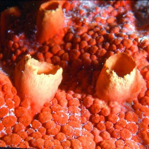 Orange Sponges