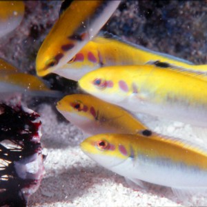 Wrasse feeding on Sea Urchin