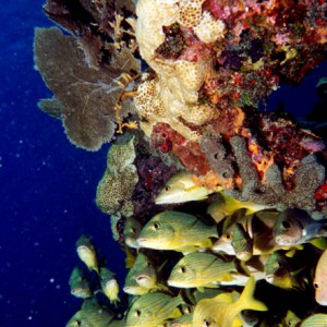 Grunts at Pleasure Reef