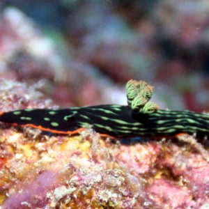 Malapascua Philippines