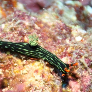 Malapascua Philippines