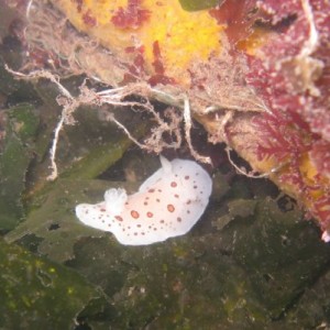 Puget Sound Nudibranchs