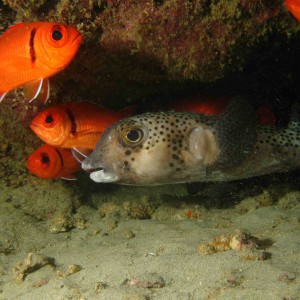 Ballon fish