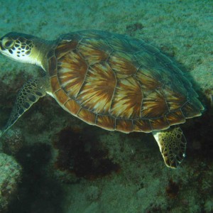 Caretta Caretta