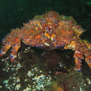 Parksville Peuget Sound King Crab