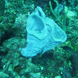 Roatan 3