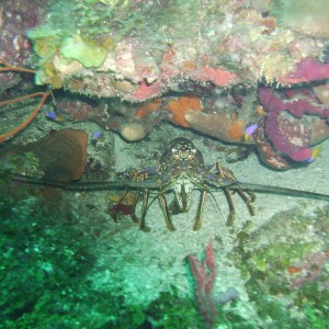 Roatan crab