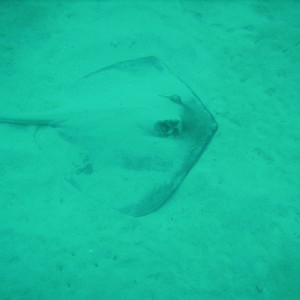 Roatan Ray