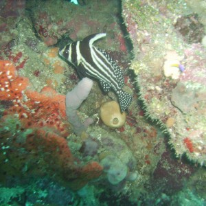 Roatan Drum Fish