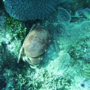 Roatan crab 1