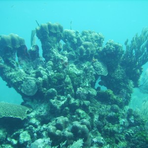 Roatan_169