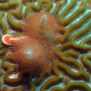 Christmas Tree worm