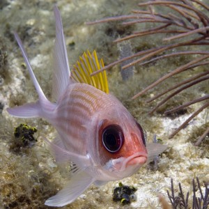 Squirrelfish