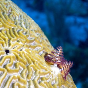 Christmas Tree Worm 2