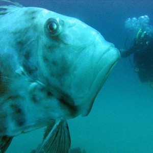 John dory and diver