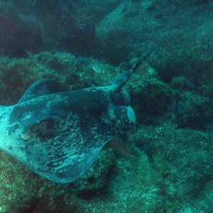 short tailed sting ray