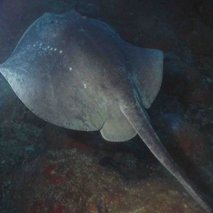 short tailed ray in tie dye arch
