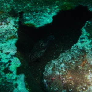 Orange Beach Alabama Eel