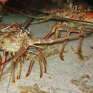 3 lobsters
