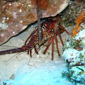 couzumel_scuba_038