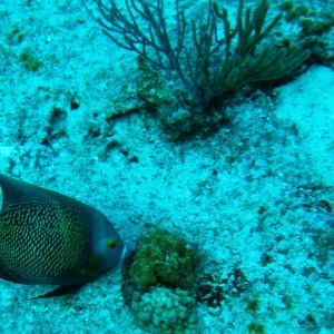 couzumel_scuba_073