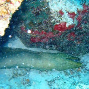 couzumel_scuba_081