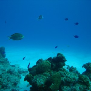 couzumel_scuba_091