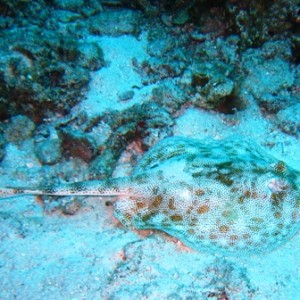 couzumel_scuba_114