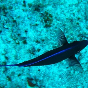 couzumel_scuba_123