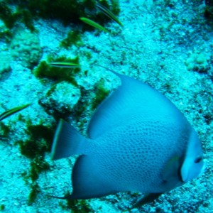 couzumel_scuba_139