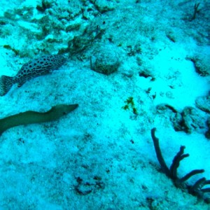 couzumel_scuba_144