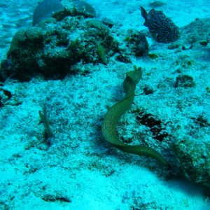 couzumel_scuba_146