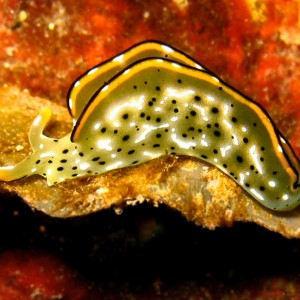 Nudi