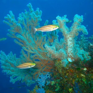 soft coral