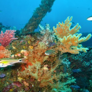 soft coral on chinsen