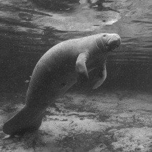 Manatee