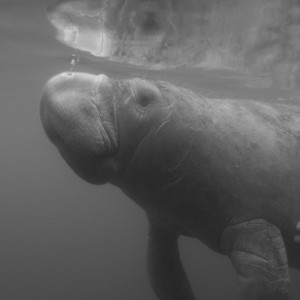 Manatee