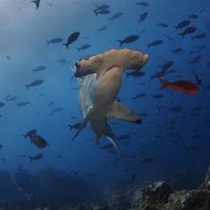 Darwin_Galapagos_12_2007_011