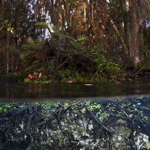 Crystal_River_Florida_01_2008_019