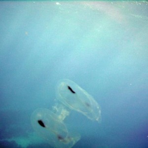 Spot winged Comb Jelly