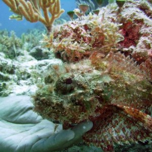 Scorpionfish