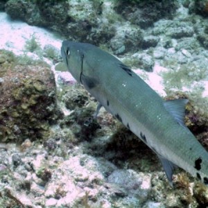 Baracuda