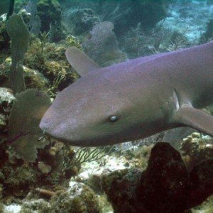 Nurse Shark