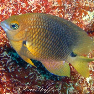 fish_underwater023