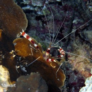 Banded Boxer Coral Shrimp