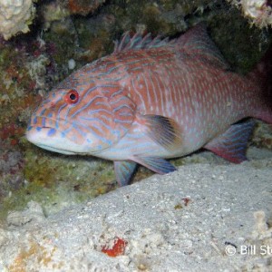 Blue-Lined Coralgrouper