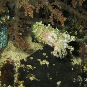 Pygmy Cuttlefish