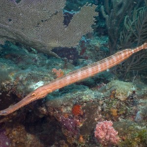 Trumpet Fish