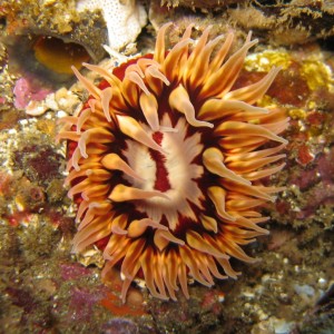 Anemone at Little Scorpions, Santa Cruz Island